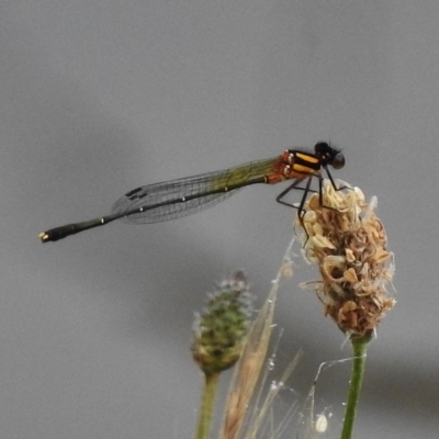 Nososticta solida (Orange Threadtail) at Bonython, ACT - 29 Nov 2016 by JohnBundock