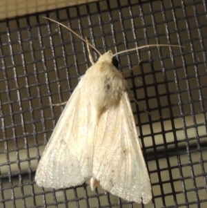 Helicoverpa punctigera at Conder, ACT - 30 Nov 2016