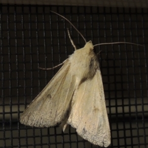 Helicoverpa punctigera at Conder, ACT - 30 Nov 2016