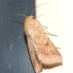 Helicoverpa armigera at Conder, ACT - 29 Nov 2016 11:25 PM