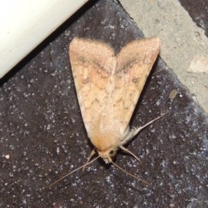 Helicoverpa armigera at Conder, ACT - 29 Nov 2016 11:25 PM