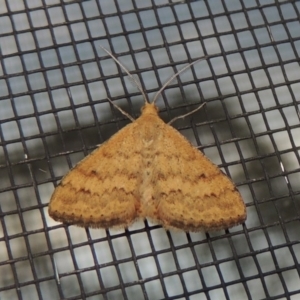 Scopula rubraria at Conder, ACT - 29 Nov 2016