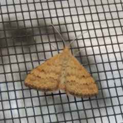 Scopula rubraria at Conder, ACT - 29 Nov 2016