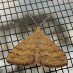 Scopula rubraria at Conder, ACT - 29 Nov 2016 07:14 AM