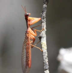 Mantispidae (family) (Unidentified mantisfly) at Namadgi National Park - 17 Jan 2016 by HarveyPerkins