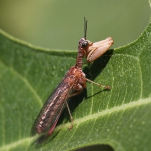 Mantispidae (family) at Kambah, ACT - 29 Dec 2014