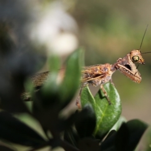 Mantispidae (family) at Tennent, ACT - 26 Dec 2014