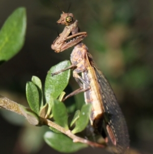 Mantispidae (family) at Tennent, ACT - 26 Dec 2014 04:30 PM