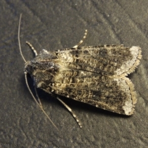 Agrotis porphyricollis at Conder, ACT - 27 Nov 2016