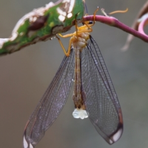 Nymphes myrmeleonoides at Paddys River, ACT - 26 Jan 2012 08:10 AM