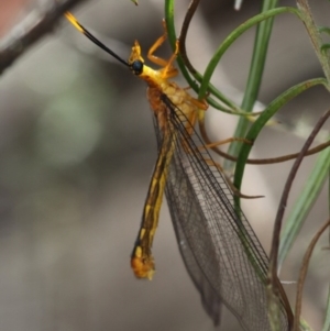 Nymphes myrmeleonoides at Mount Clear, ACT - 30 Dec 2015 04:59 PM