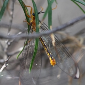 Nymphes myrmeleonoides at Mount Clear, ACT - 30 Dec 2015