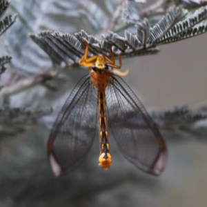 Nymphes myrmeleonoides at Mount Clear, ACT - 30 Dec 2015