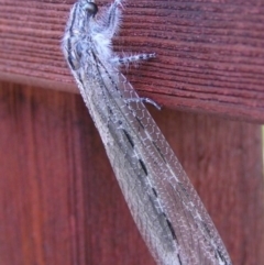 Heoclisis fundata (Antlion lacewing) at Kambah, ACT - 13 Mar 2005 by HarveyPerkins