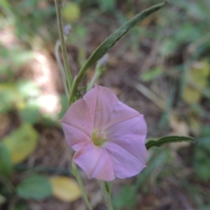 Convolvulus angustissimus subsp. angustissimus at Monash, ACT - 27 Nov 2016 01:13 PM