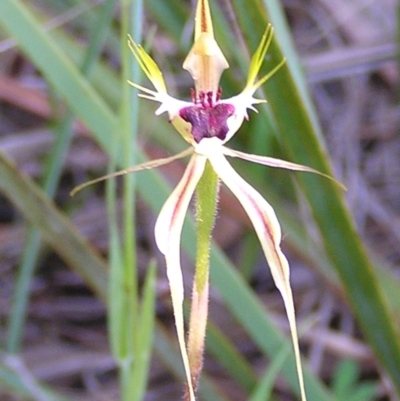 Caladenia atrovespa (Green-comb Spider Orchid) at Aranda, ACT - 17 Oct 2008 by MatthewFrawley