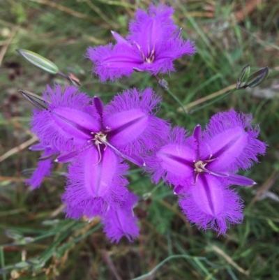 Thysanotus tuberosus subsp. tuberosus (Common Fringe-lily) at Wandiyali-Environa Conservation Area - 29 Nov 2016 by Wandiyali