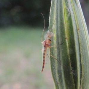 Chironomidae (family) at Conder, ACT - 29 Nov 2016