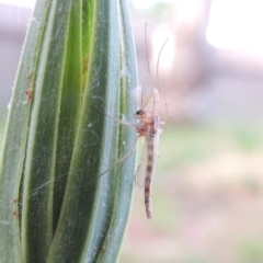 Chironomidae (family) at Conder, ACT - 29 Nov 2016