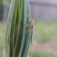 Chironomidae (family) at Conder, ACT - 29 Nov 2016 07:30 AM