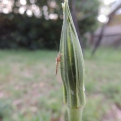 Chironomidae (family) at Conder, ACT - 29 Nov 2016 07:30 AM