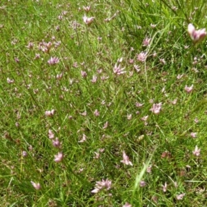 Laxmannia gracilis at O'Connor, ACT - 29 Nov 2016