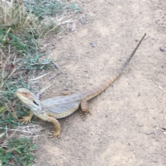 Pogona barbata (Eastern Bearded Dragon) at Belconnen, ACT - 30 Nov 2016 by rkwalks