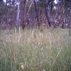 Macropus giganteus at Gungahlin, ACT - 30 Nov 2016