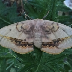 Anthela canescens (Anthelid moth) at Wandiyali-Environa Conservation Area - 30 Nov 2016 by Wandiyali