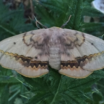 Anthela canescens (Anthelid moth) at Wandiyali-Environa Conservation Area - 30 Nov 2016 by Wandiyali