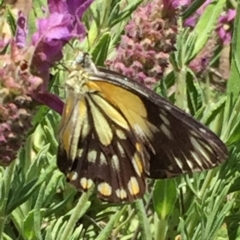 Belenois java (Caper White) at Googong, NSW - 1 Dec 2016 by Wandiyali