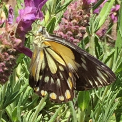 Belenois java (Caper White) at Googong, NSW - 30 Nov 2016 by Wandiyali