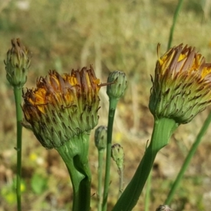 Hypochaeris radicata at Isaacs, ACT - 29 Nov 2016 05:11 PM