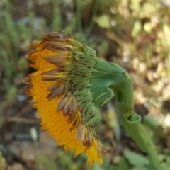 Hypochaeris radicata at Isaacs, ACT - 29 Nov 2016 05:11 PM