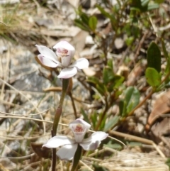 Caladenia alpina (Mountain Caps) at Paddys River, ACT - 26 Nov 2016 by RobynHall