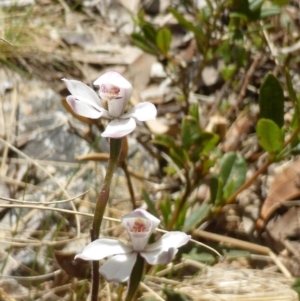 Caladenia alpina at Paddys River, ACT - 26 Nov 2016