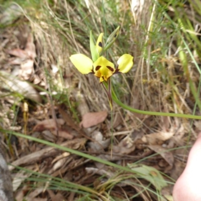 Diuris sulphurea (Tiger Orchid) at Paddys River, ACT - 26 Nov 2016 by RobynHall