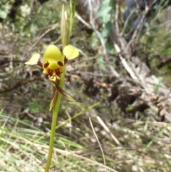 Diuris sulphurea (Tiger Orchid) at Paddys River, ACT - 26 Nov 2016 by RobynHall