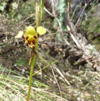 Diuris sulphurea (Tiger Orchid) at Paddys River, ACT - 26 Nov 2016 by RobynHall