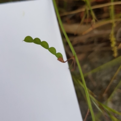 Grona varians (Slender Tick-Trefoil) at Isaacs Ridge - 23 Nov 2016 by Mike