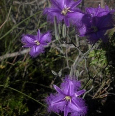 Thysanotus tuberosus subsp. tuberosus (Common Fringe-lily) at Campbell, ACT - 30 Nov 2016 by SilkeSma