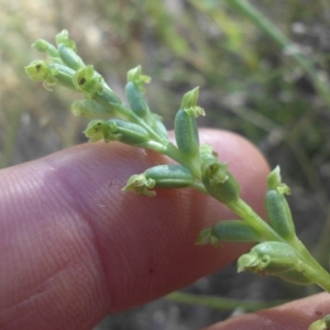 Microtis unifolia at Campbell, ACT - 1 Dec 2016