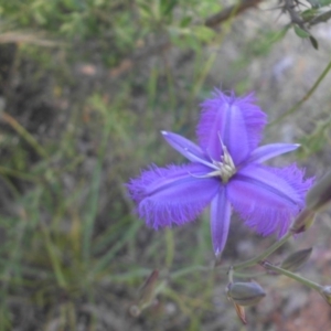 Thysanotus tuberosus subsp. tuberosus at Campbell, ACT - 1 Dec 2016