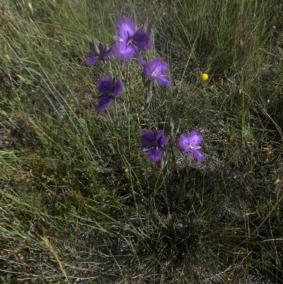 Thysanotus tuberosus subsp. tuberosus (Common Fringe-lily) at Mount Ainslie - 30 Nov 2016 by SilkeSma