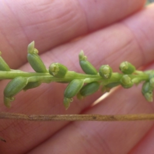 Microtis unifolia at Majura, ACT - suppressed