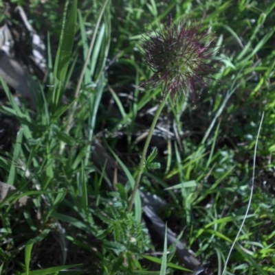 Acaena novae-zelandiae (Bidgee Widgee) at Majura, ACT - 1 Dec 2016 by SilkeSma