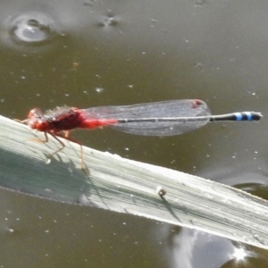 Xanthagrion erythroneurum at Paddys River, ACT - 30 Nov 2016