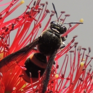 Eumeninae (subfamily) at Conder, ACT - 16 Nov 2016