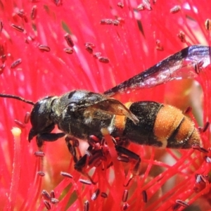 Eumeninae (subfamily) at Conder, ACT - 16 Nov 2016