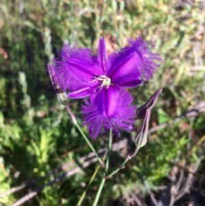 Thysanotus tuberosus subsp. tuberosus at Belconnen, ACT - 1 Dec 2016